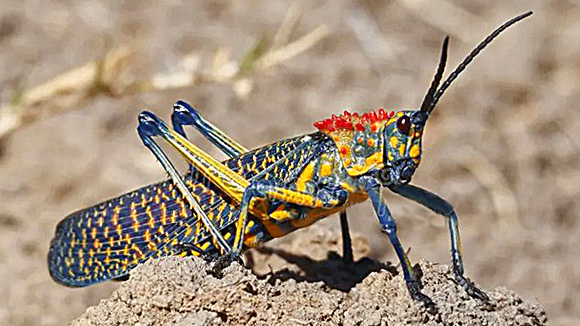 Le huitième plaie d’Égypte